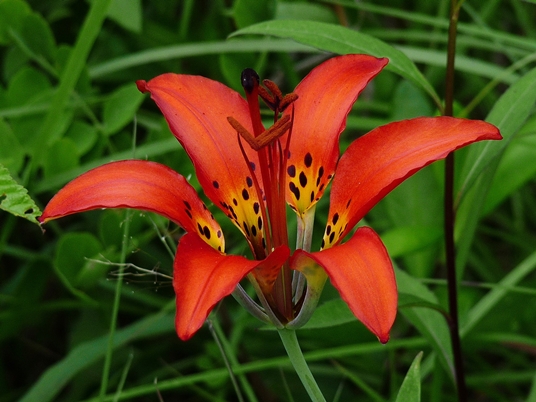 {Lilium philadelphicum}
